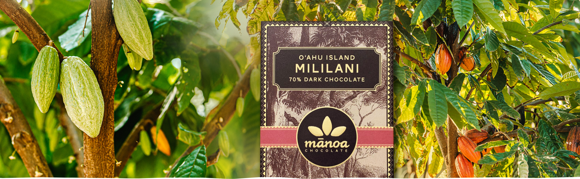 cacao trees and manoa choclate bar